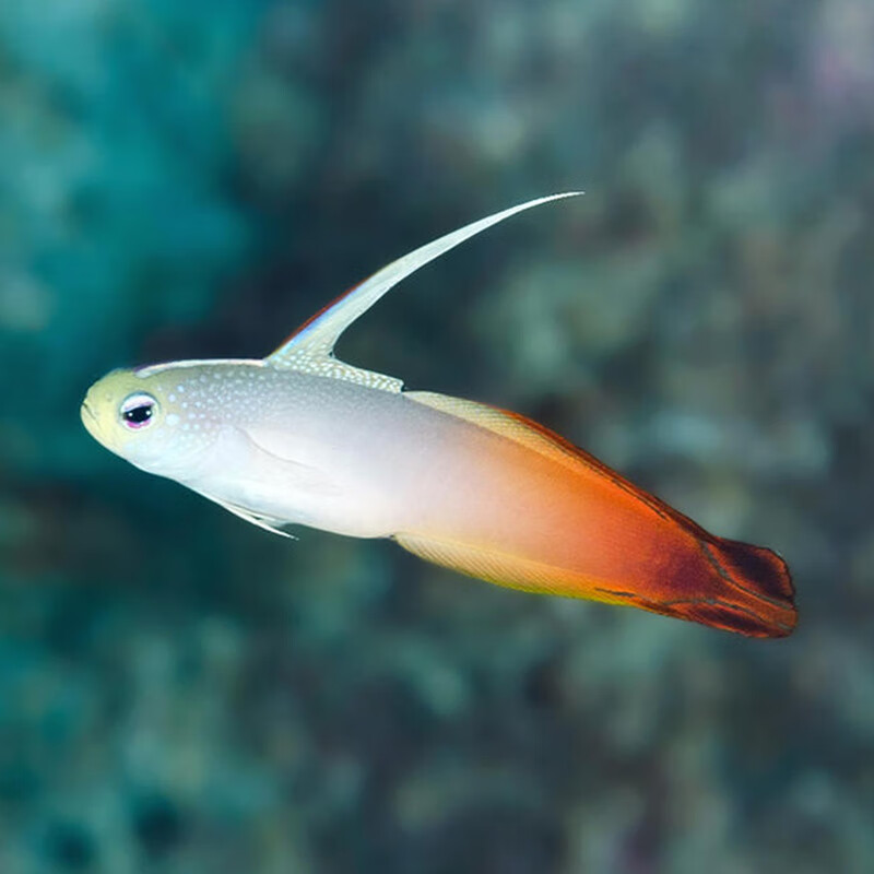 海水鱼活体雷达虾虎紫雷达西瓜刨喷射机黄金双色小丑四驱车观赏鱼