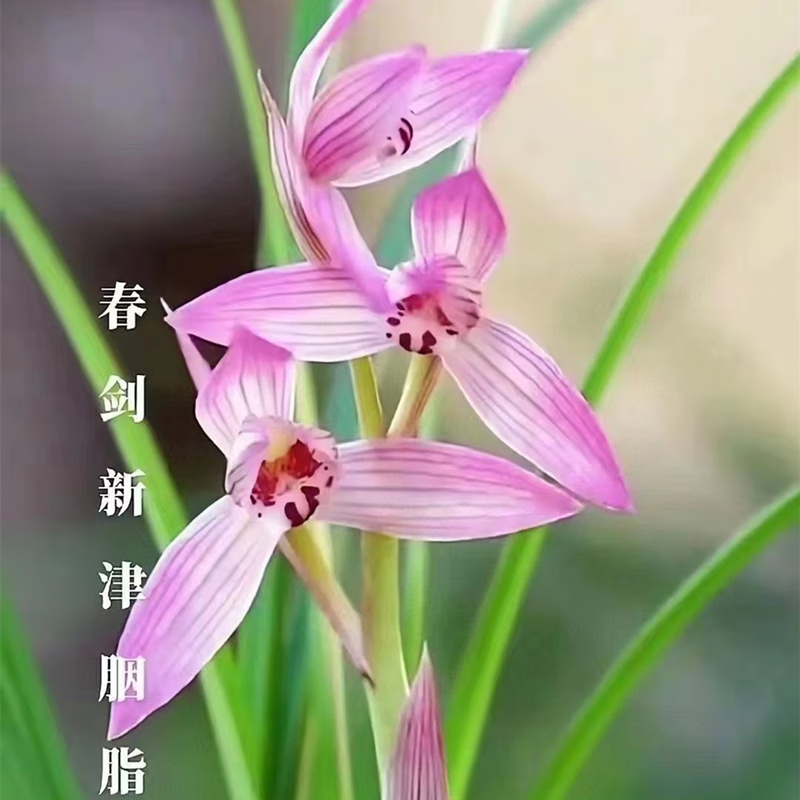 春剑新津胭脂兰花名品名贵花卉好养易活粉红花清香带花室内盆栽景 1