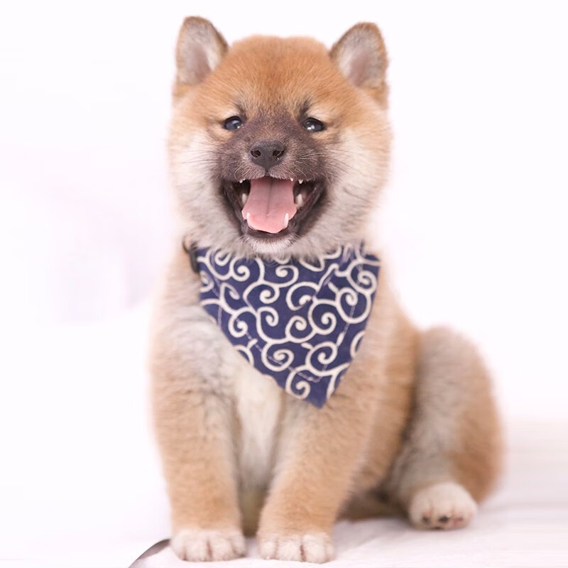 别恙宠北京纯种柴犬幼犬活体宠物狗狗豆柴日本赤色黑色柴犬赛级血统