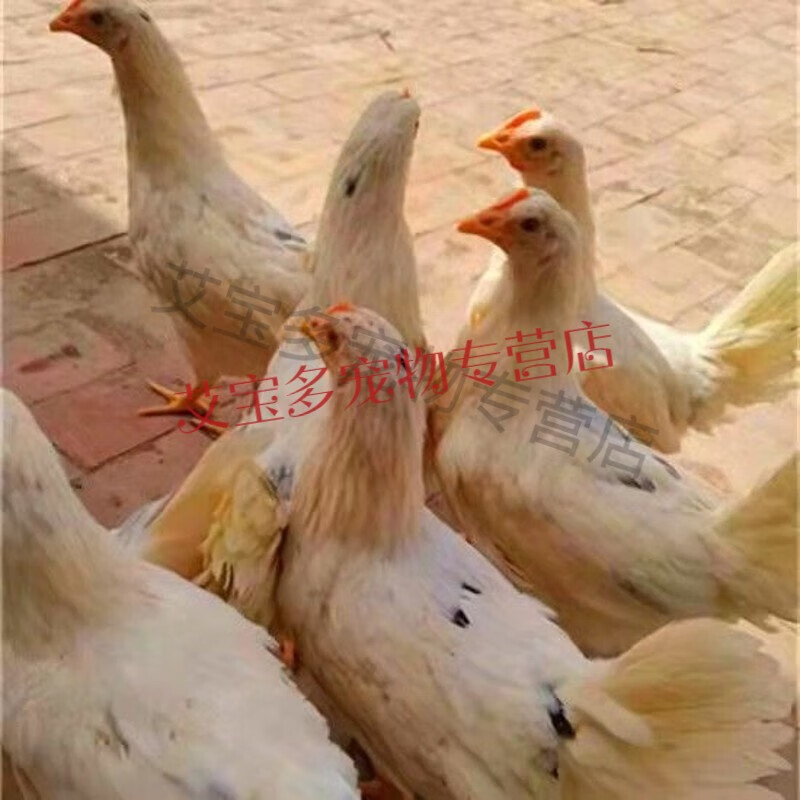 3-1.5斤海兰褐产蛋王生蛋母鸡活鸡半大脱温鸡散养溜达鸡活鸡 海兰灰1.