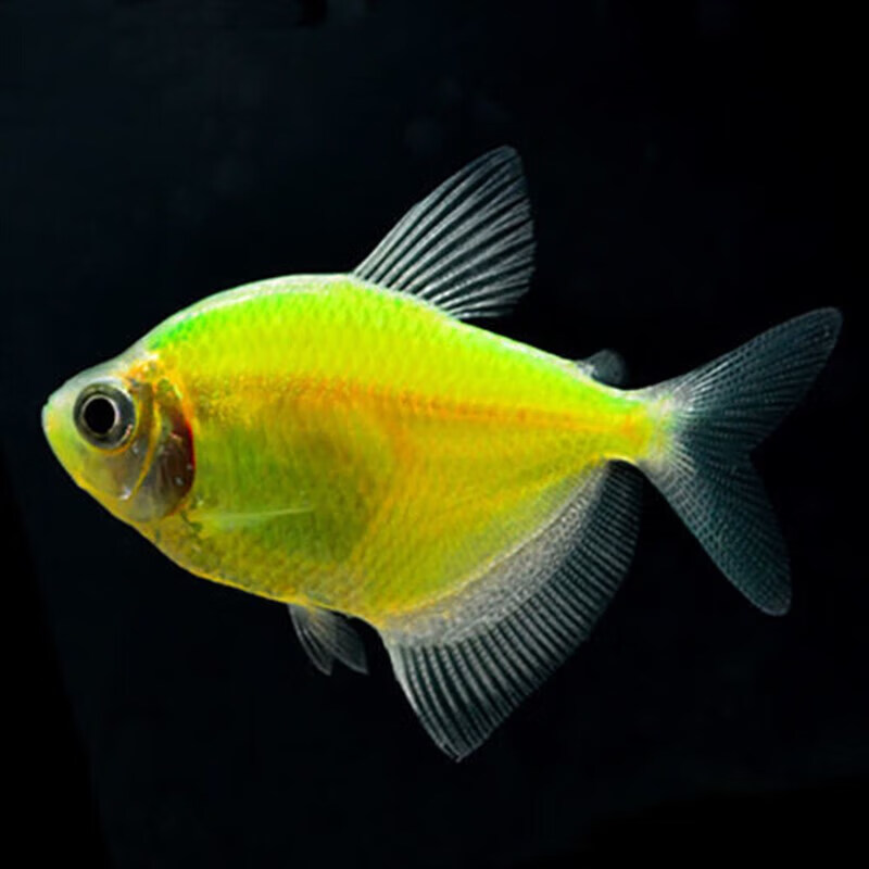 墨一青苹果天使鱼绿天使鱼新手好养活荧光鱼观赏鱼热带鱼草缸鱼小型鱼