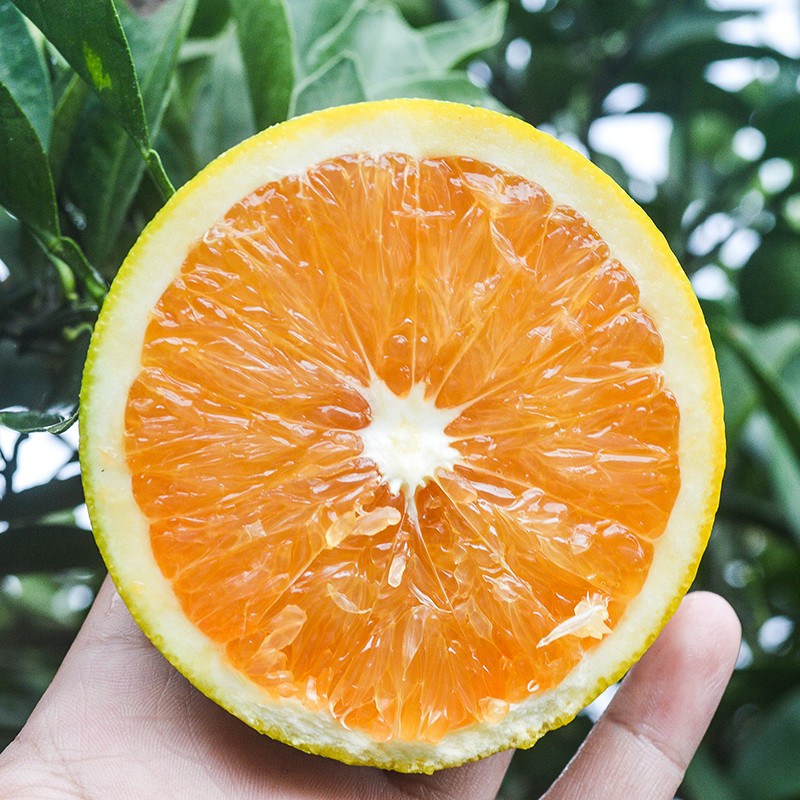 赣南脐橙当季水果新鲜采摘江西橙子皮薄多汁应季水果节日 【60%人选】净重9斤80mm+