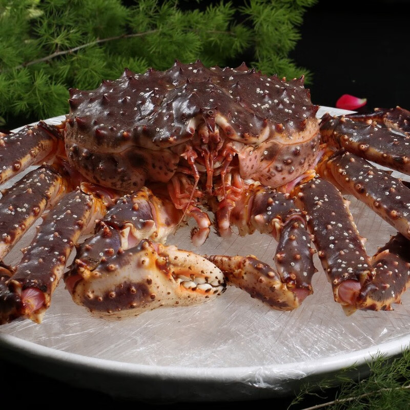 海泽鲜帝王蟹礼盒俄罗斯鲜活生冻大螃蟹帝皇蟹 年货节日送礼海鲜礼盒 礼盒装【4.5-5斤】俄罗斯帝王蟹