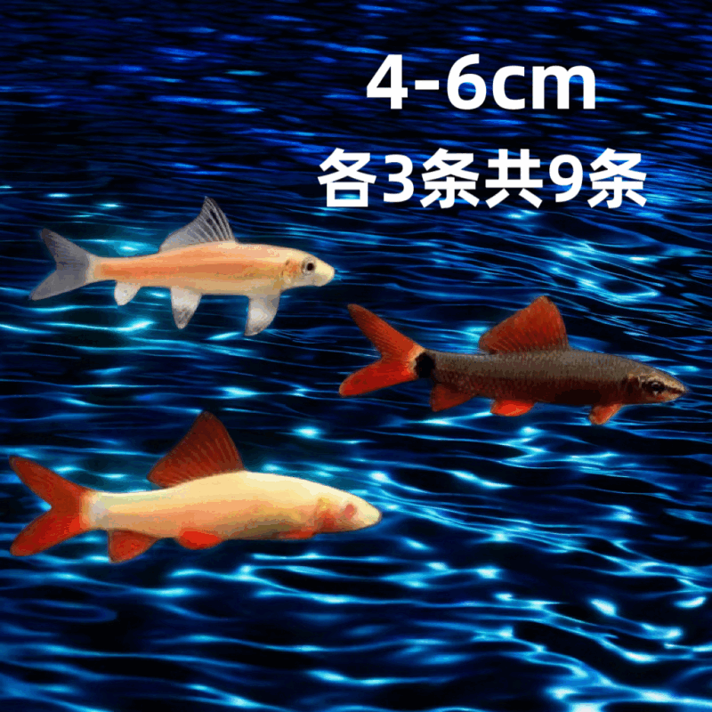 清道夫鱼金苔鼠鱼老鼠鱼鱼缸清洁工具清洁三剑客吃青苔除藻 【鼠鱼