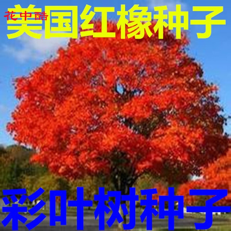 花中酷红橡树种子 北美红栎种子 红橡种子 欧洲红栎种子 枹栎 青冈栎