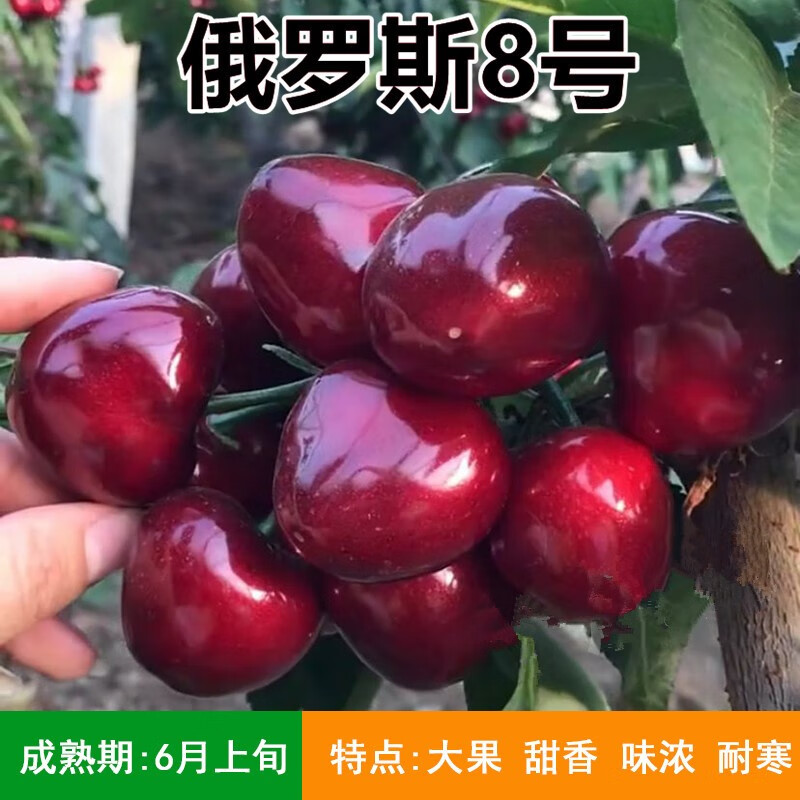 树苗特大樱桃树苖南方北方四季种植地栽别墅庭院果树苗 俄罗斯八号 2