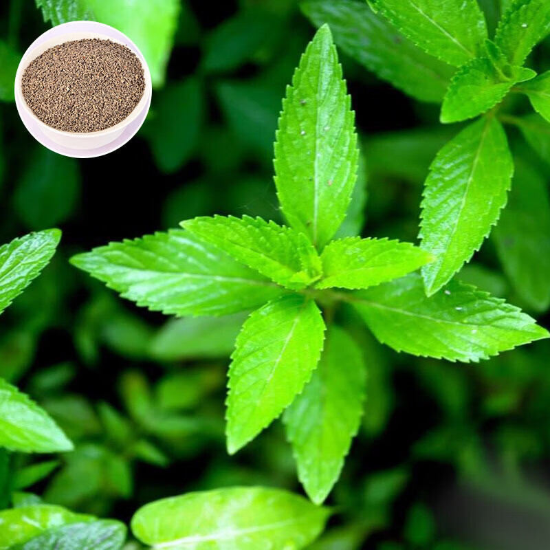 北燕园艺草本薄荷种子 留兰香薄荷 美国薄荷 猫草薄荷 食用薄荷种子