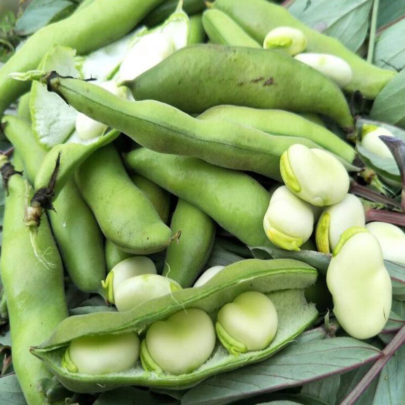 美果汇云南新鲜蚕豆青豆荚蔬菜农家带壳生罗汉兰花现摘嫩胡豆子 1斤