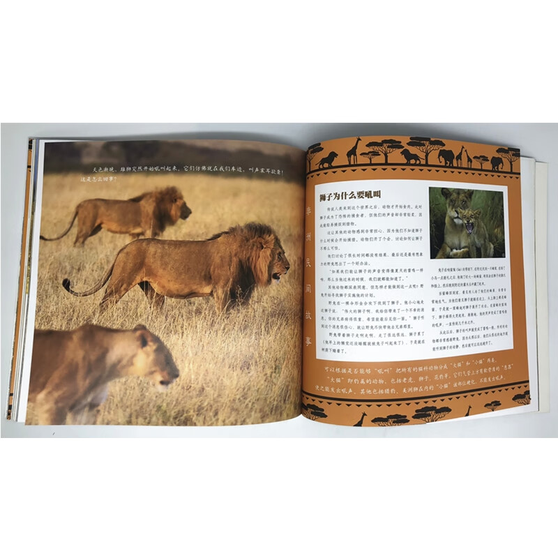 追踪非洲五霸 幼儿图书 早教书 故事书 儿童书籍