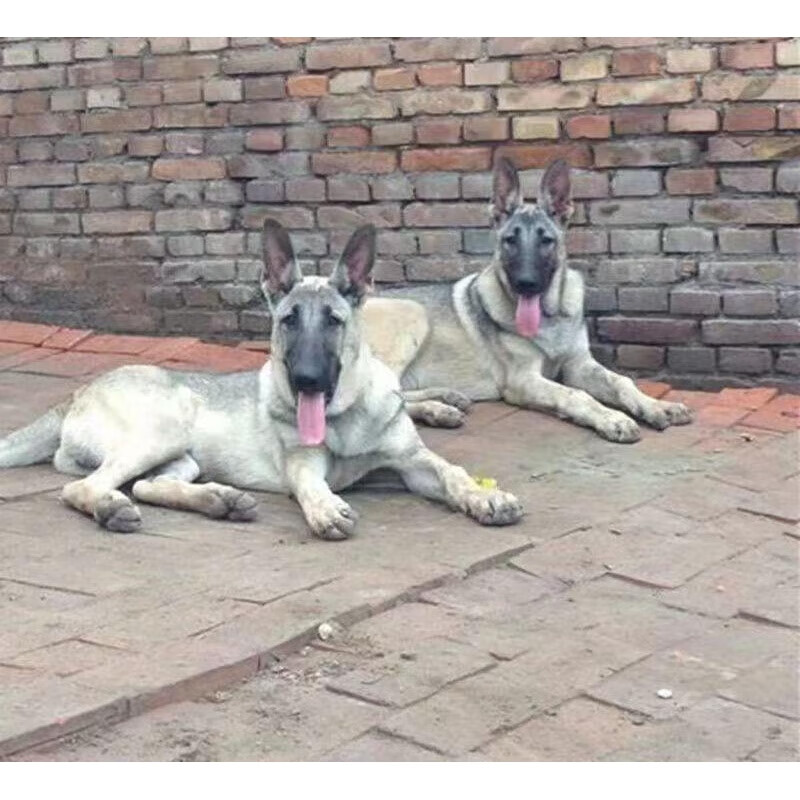 麦基乐狼青幼犬昆明犬2个月幼崽青犬看家的犬大型犬家养中华狼青犬