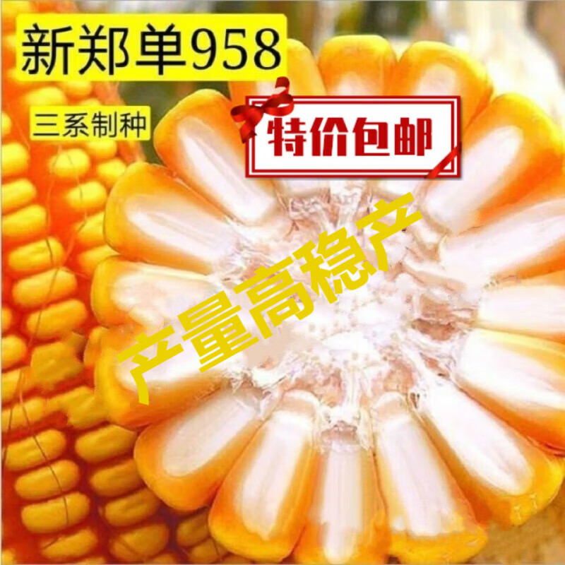 三系郑单958简介图片