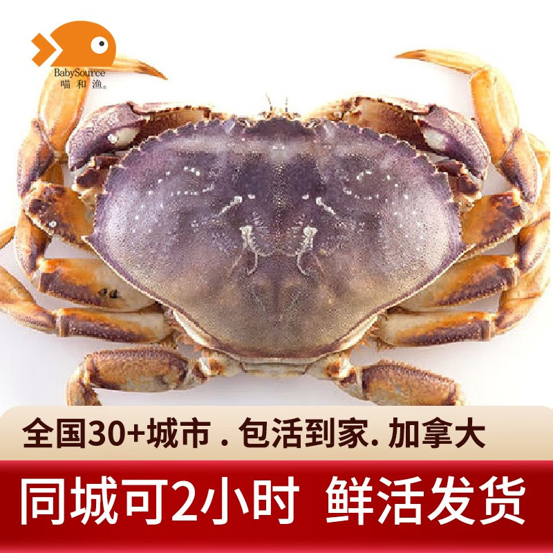【活鲜】喵和渔 鲜活珍宝蟹加拿大进口 大螃蟹 海鲜水产海蟹 珍宝蟹1.8-2.0斤/只