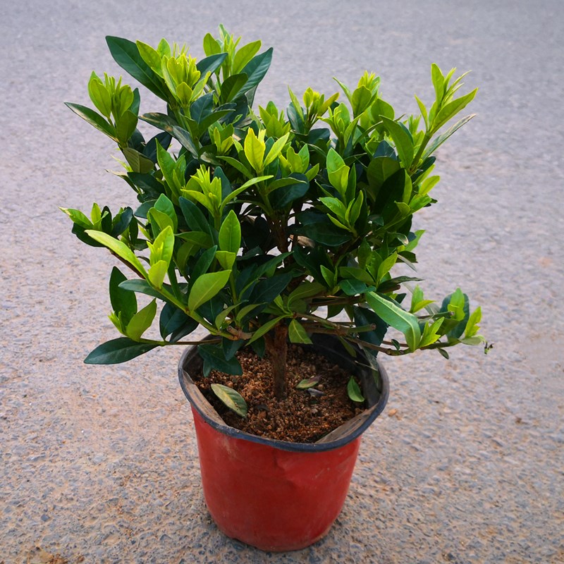 小叶栀子花 独杆苗【冠幅20厘米左右】 不含盆