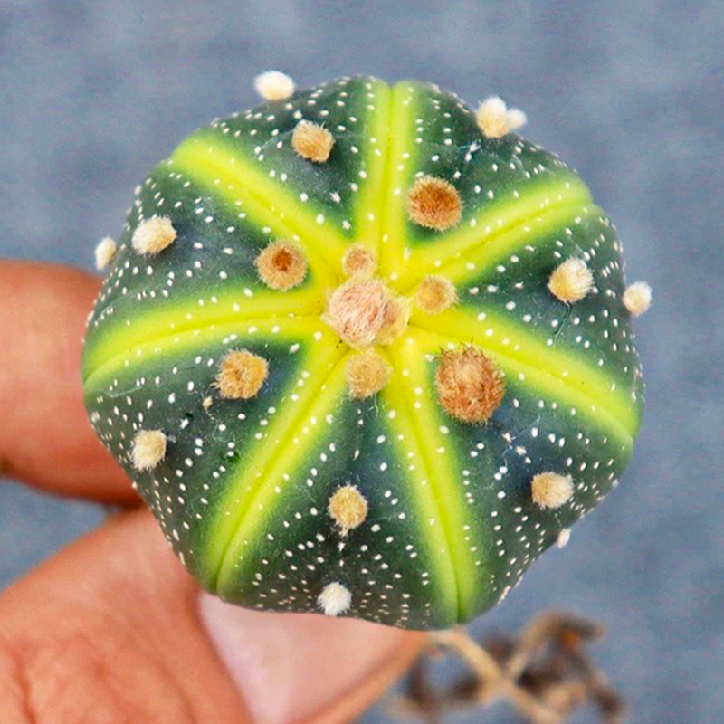 星兜无刺仙人球球开花稀有精品实生多肉小植物室内桌面办公室绿植 单