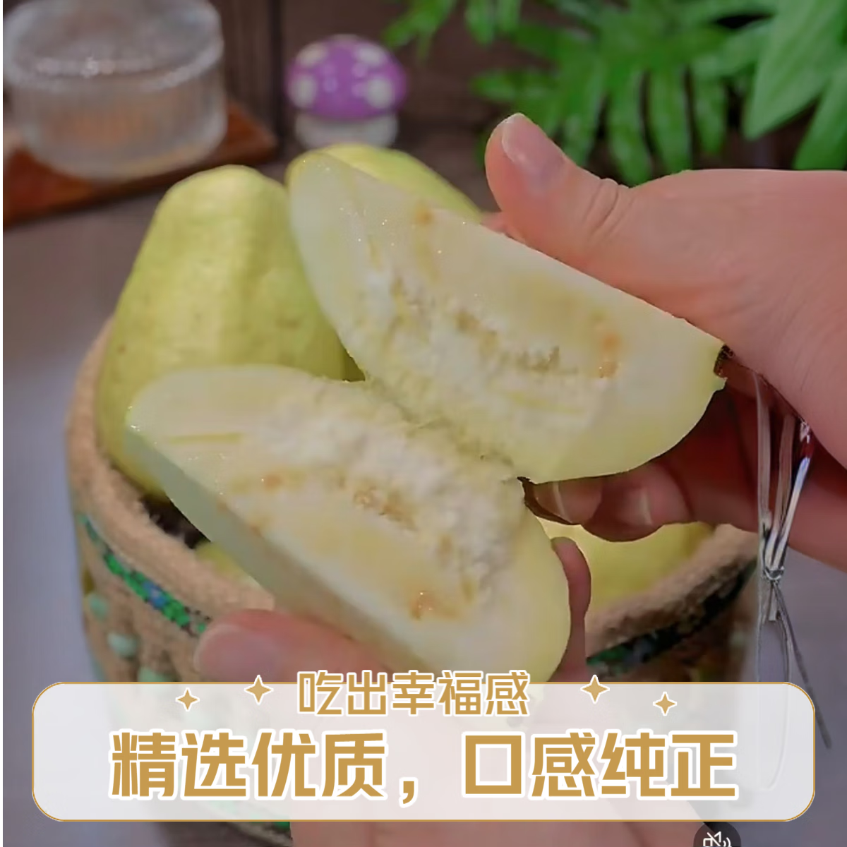 蓝易脆广西新鲜黄金奶油白芭乐冰激凌芭乐软糯土番石榴孕妇水果鸡屎果 广西奶油芭乐老树果 5斤奶油 大果