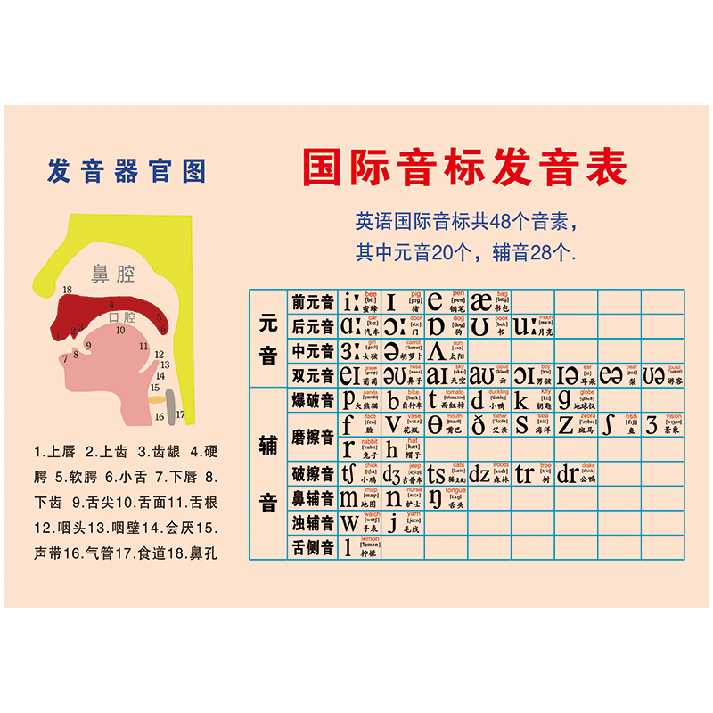 发音器官图解宣传画海报挂图发音矫正口腔示意图墙贴画覆膜防水贴纸ws
