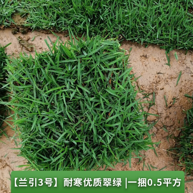 嘉际【兰引3号】耐寒翠绿|一捆0