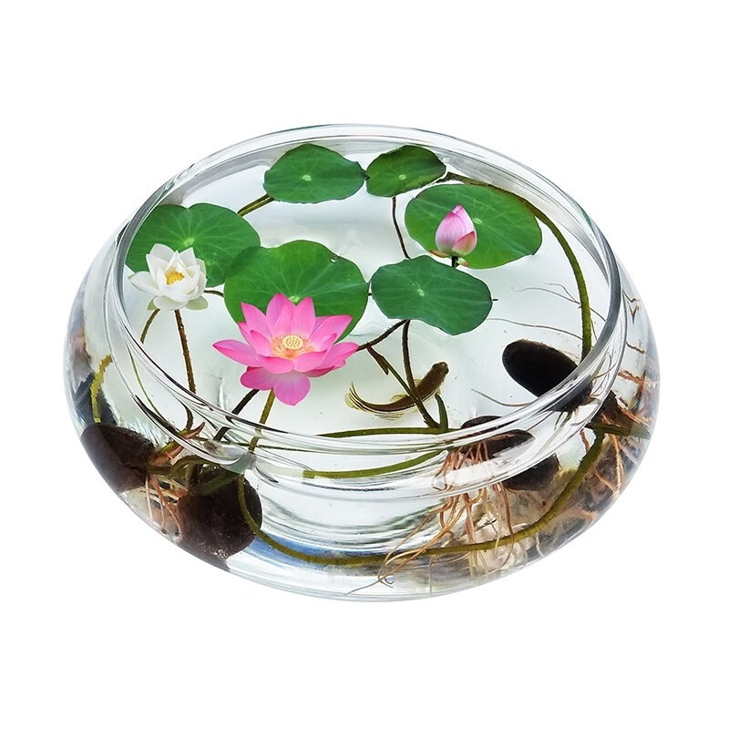 水培玻璃花瓶透明碗莲荷花铜钱草盆缸养睡莲的专用花盆鱼缸植物器 加厚加高1个肚径20厘米