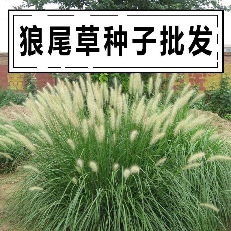 赤卉紫穗狼尾草种子四季开花易种活的阳台盆栽绿植庭院观赏花卉种子