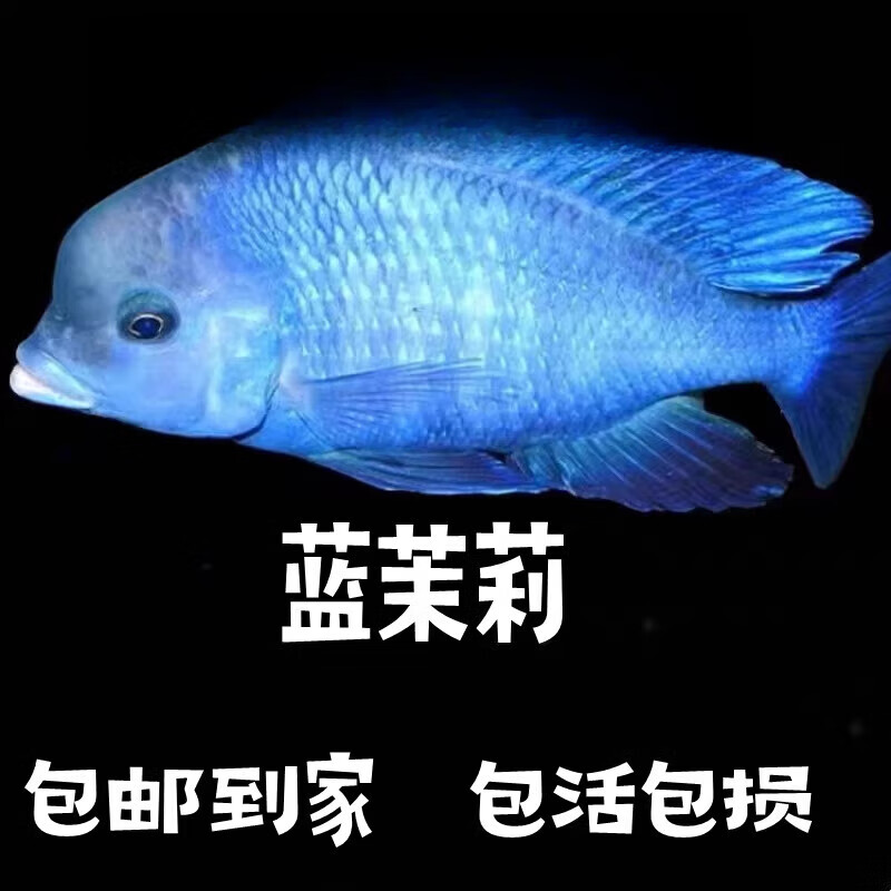 淡水海豚鱼图片