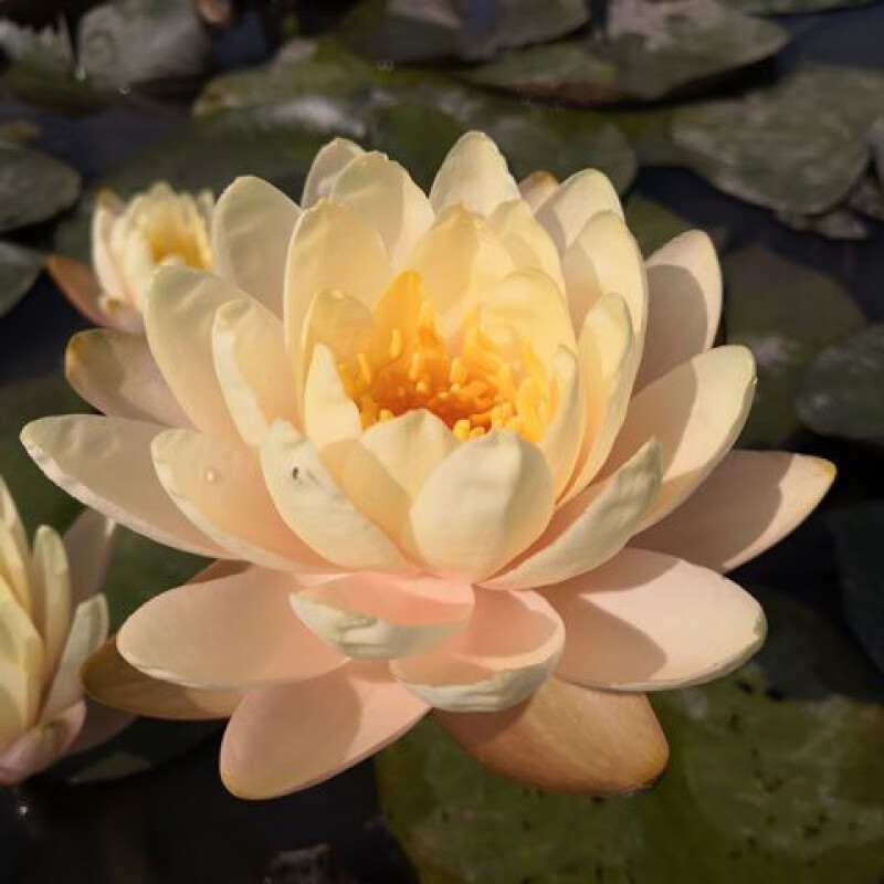 睡莲:带花苞发货:水生植物:花卉盆栽:池塘:水缸:鱼塘种植水培 保罗