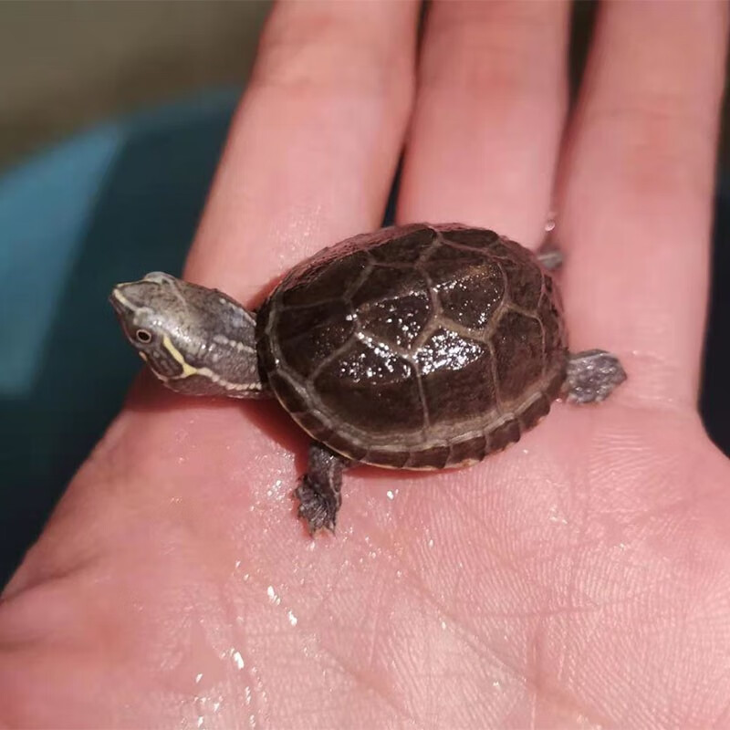 少羽剃刀龟苗入门蛋龟深水龟小乌龟活体物公母 2.5-3.0厘米 全品