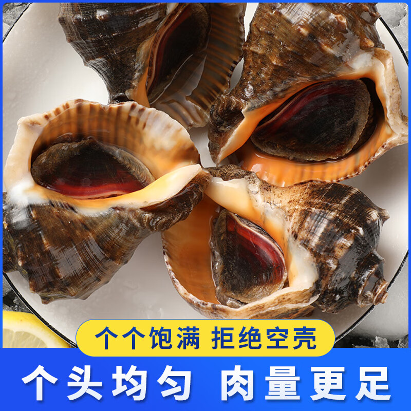 皮小鲜【鲜活发货】青岛大海螺鲜活1500g海鲜贝类生鲜 鲜活海螺肉送芥末 超大海螺 1500g （共9-12只）
