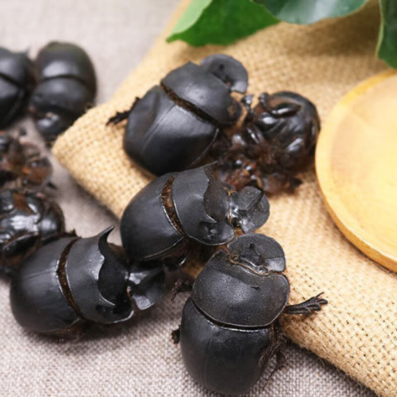 北京同仁堂屎壳郎清水无l盐蜣螂虫中药材大将军推屎虫推粪虫公仔