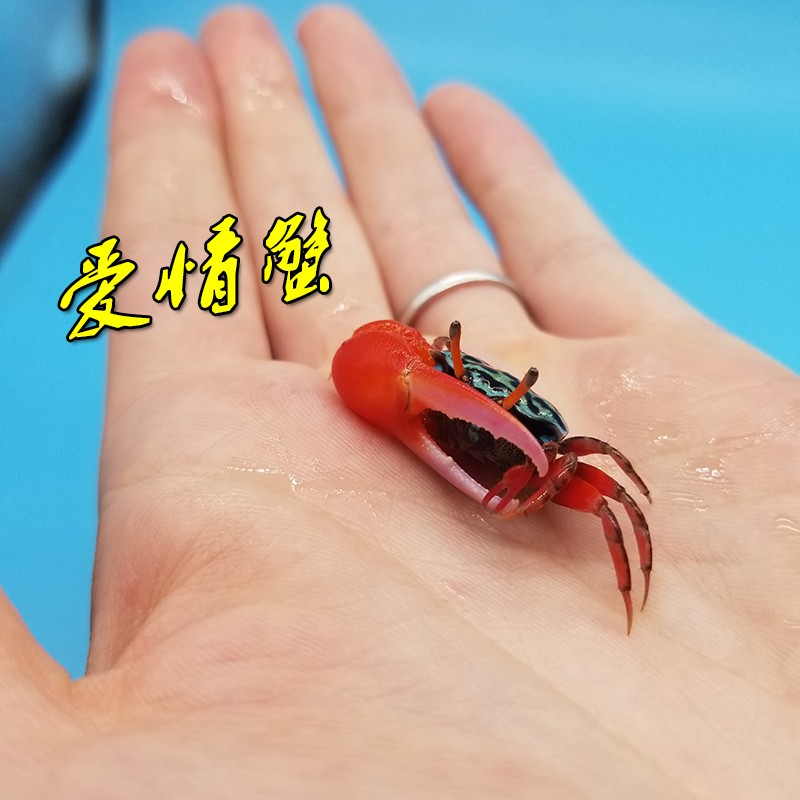 yimo)观赏蟹活体宠物蟹西瓜蟹小型情侣蟹宠物蟹观赏蟹螃蟹寄居蟹包邮