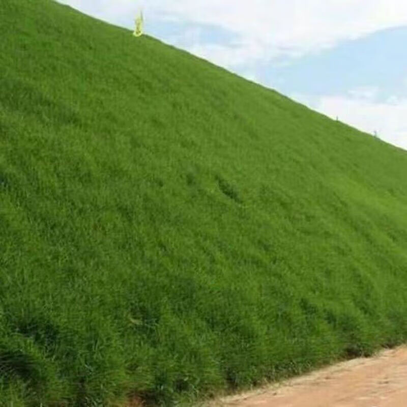 花e流草坪种子四季青草种子狗牙根草籽庭院护坡种子免修剪草皮草子