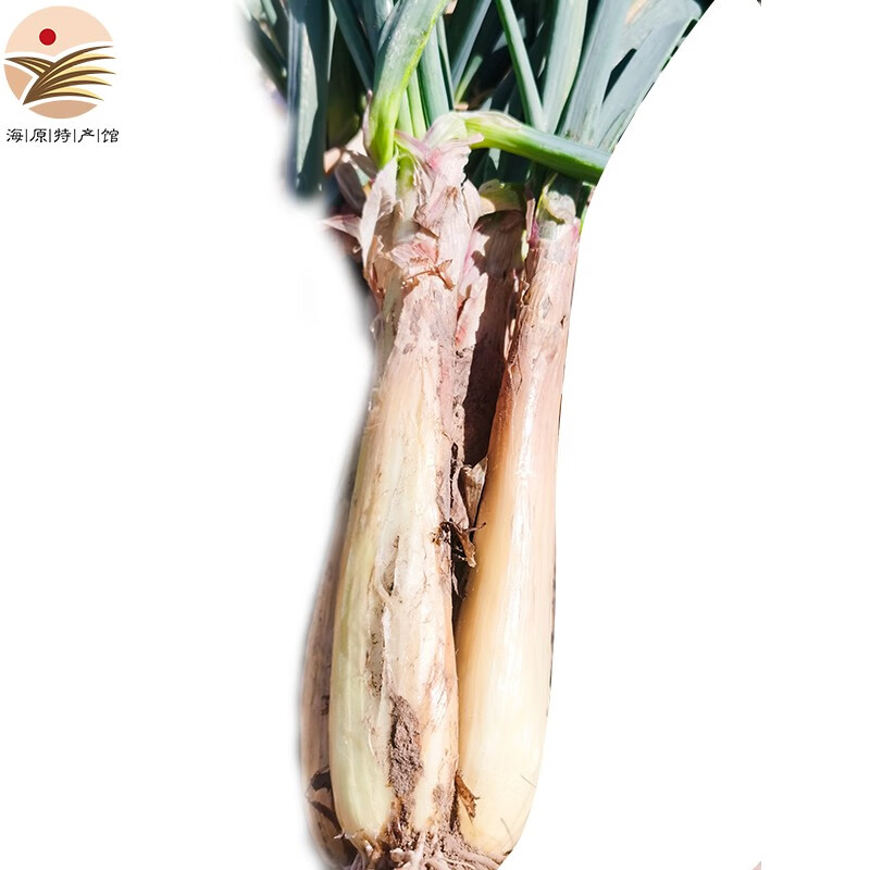 艺桓壹昊海原红葱 红皮葱双头红葱炖羊肉炒菜包饺子 新鲜大头葱 10斤