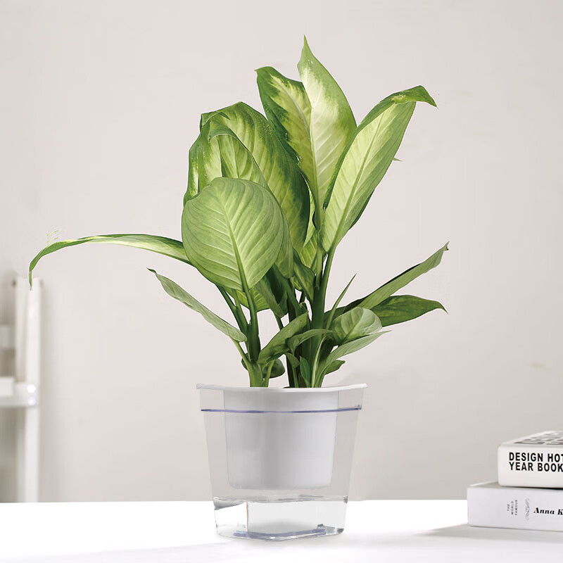 居拾忆 粉黛绿植栽植物粉黛银皇后室内绿植办公室水培植物粉黛桌面