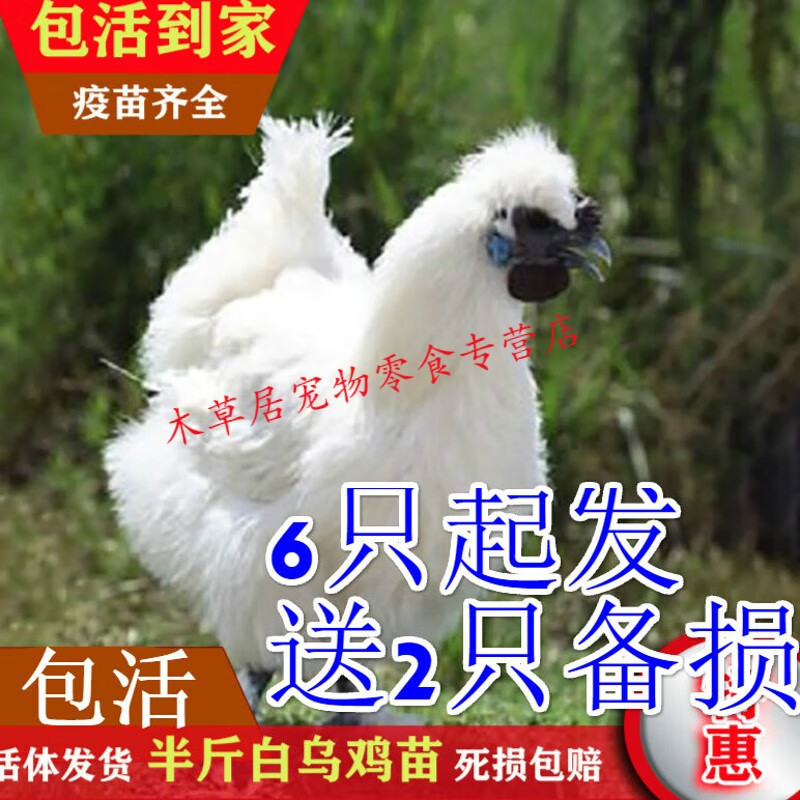 仟芸纯种白乌鸡苗活体小鸡仔崽半斤活苗乌骨鸡苗白凤乌鸡泰和乌鸡
