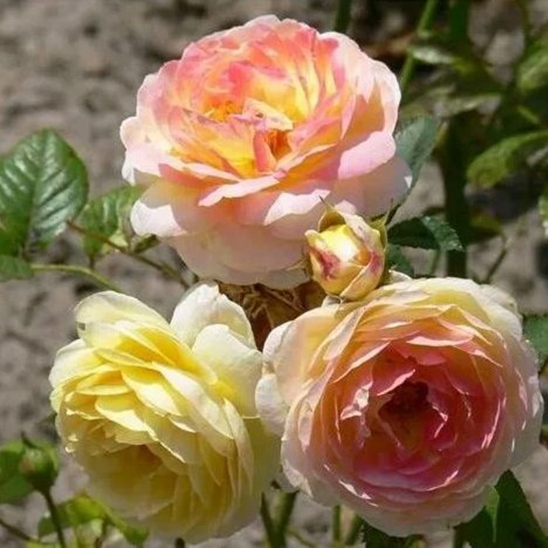 京东查花卉价格走势|花卉价格走势