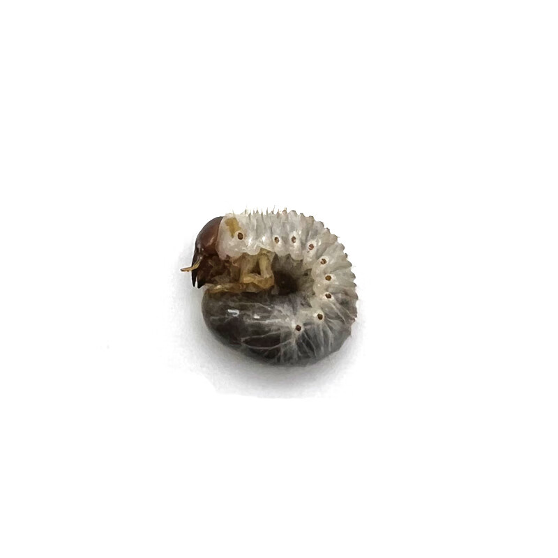 南洋大兜虫独角仙宠物甲虫幼虫成虫锹甲南阳大兜虫战神长戟毛象