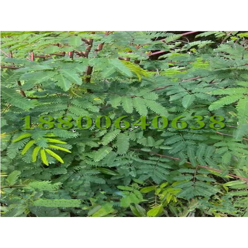 景喜刺树种子 围园簕簕籽树勒子树种子围园刺篱笆 荆棘种子有刺银合欢