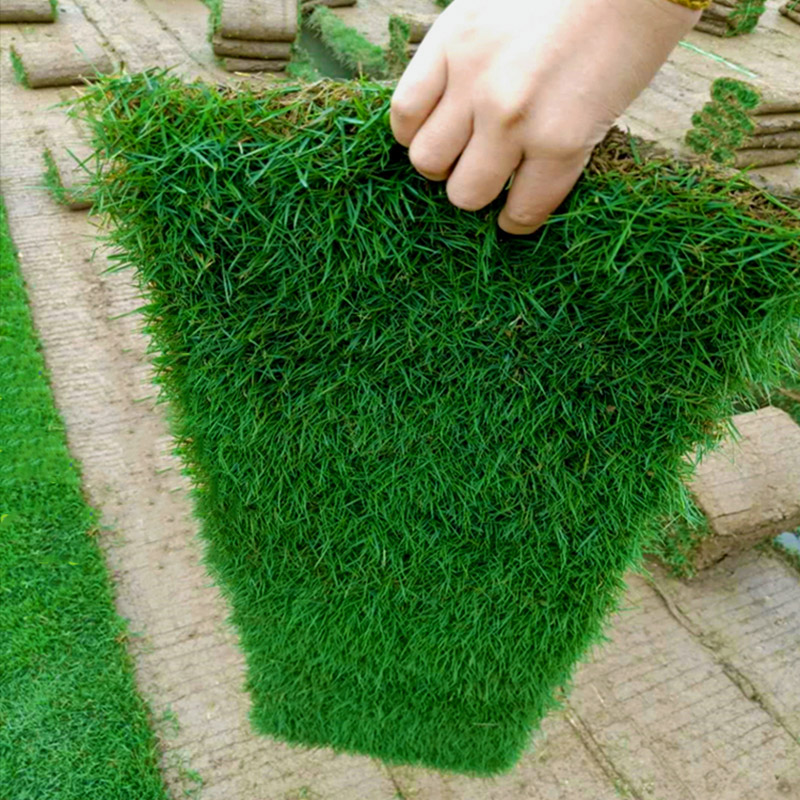 果岭草皮多少钱一平米(剪股颖草坪多少钱一平方)