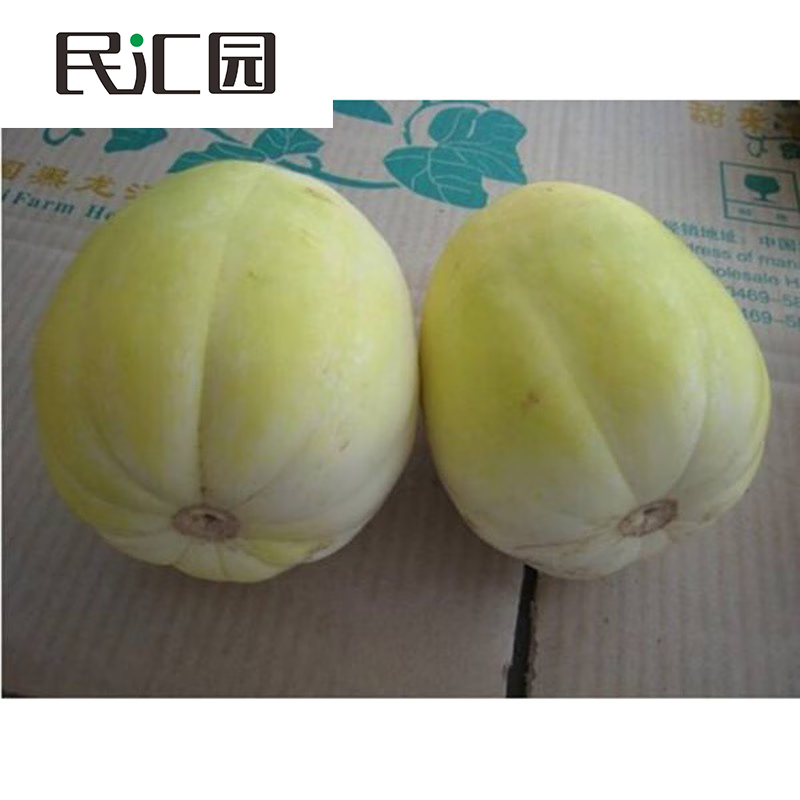 民汇园 水果种子特早甜王甜瓜早熟香瓜 58天采收 香甜耐重茬阳台可