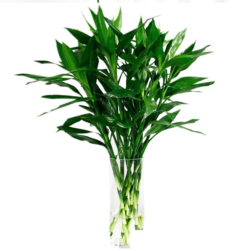 生活鲜花历史价格走势|生活鲜花价格走势图