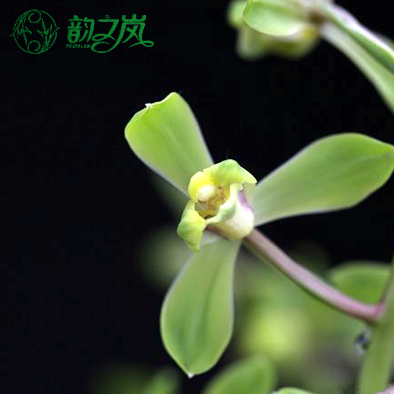 韵之岚兰花苗 蕙兰解佩梅 细叶原生老种梅瓣室内室外绿植兰草花卉盆栽