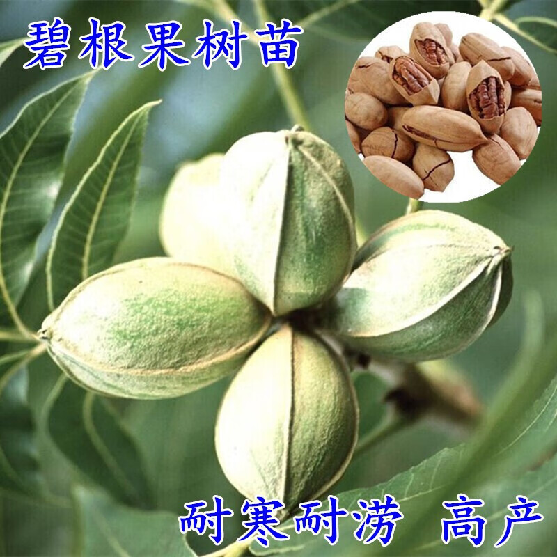 碧根果树苗 核桃树苗美国碧根果树苗嫁接苗长寿果当年结果南方北方