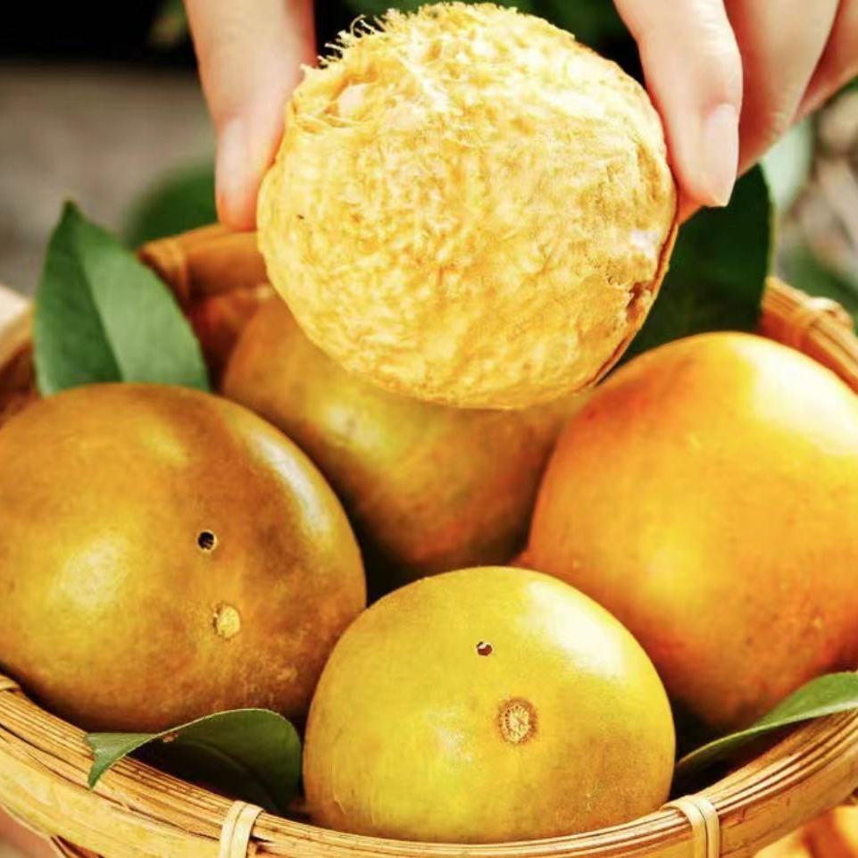 黄金罗汉果大果独立包装广西桂林特产批发菊花胖大海泡茶崇妙 黄金