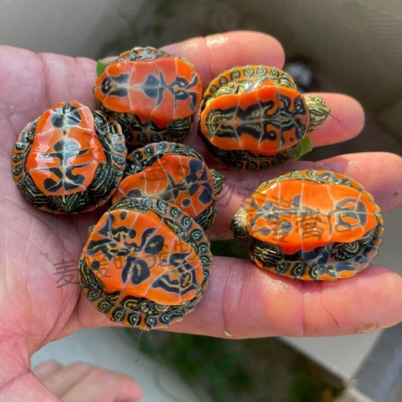 火焰龟苗活体精品宽纹路彩龟苗鱼缸可深水宠物新手好养 3