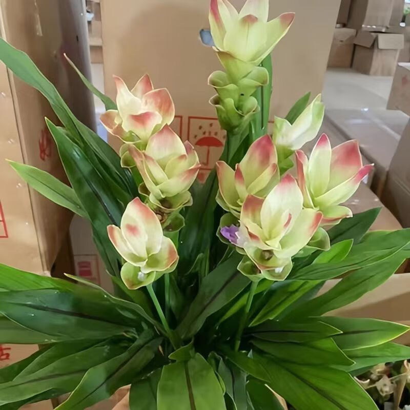 进口姜荷花带花苞发货 新品一级粉白色姜荷花 原土原盆