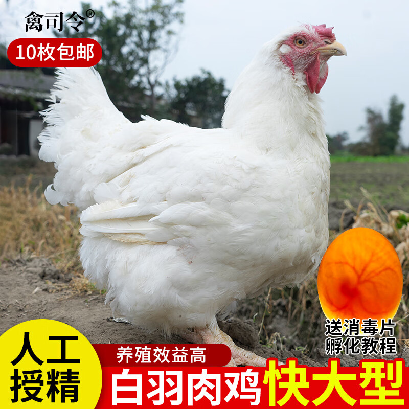 荣郁白羽肉鸡种蛋受精蛋可孵化小鸡纯快大型鸡种蛋受精鸡蛋新鲜 10枚