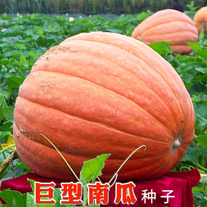 怎么查蔬菜类的历史价格|蔬菜类价格历史