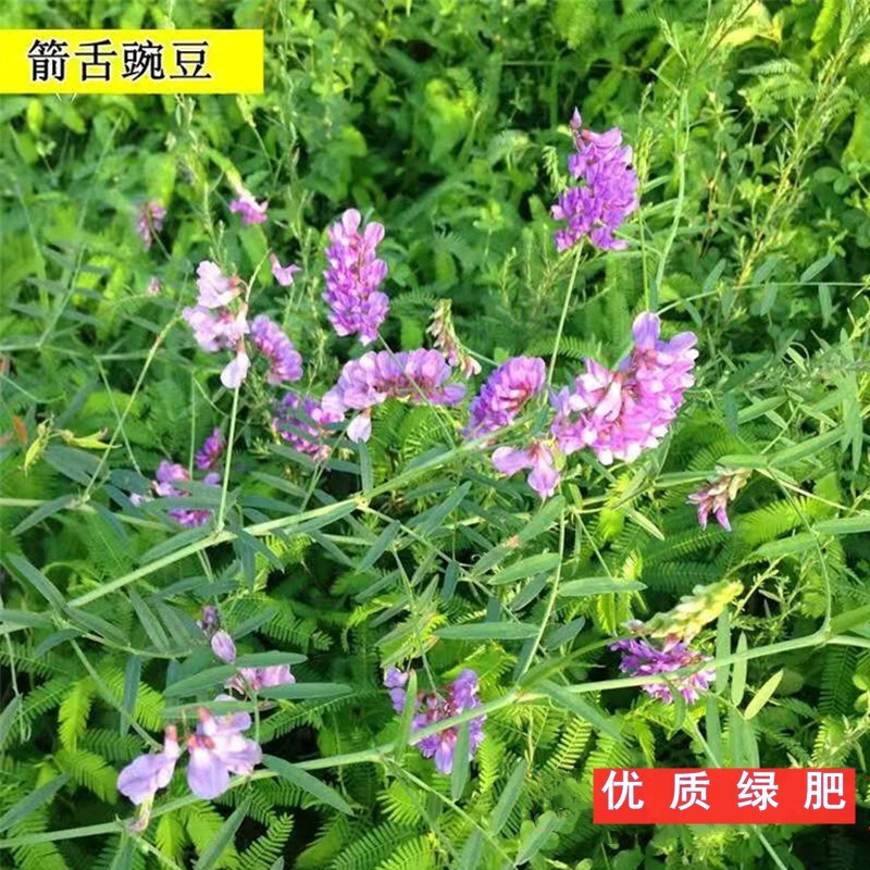 裴鲜 箭筈豌豆种子 优质高产牧草抗寒固氮耐酸适口性好饲用绿肥种子