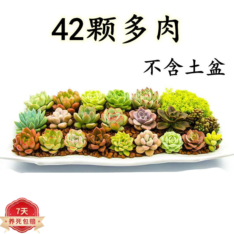京东的绿植盆栽历史价格在哪看|绿植盆栽价格历史