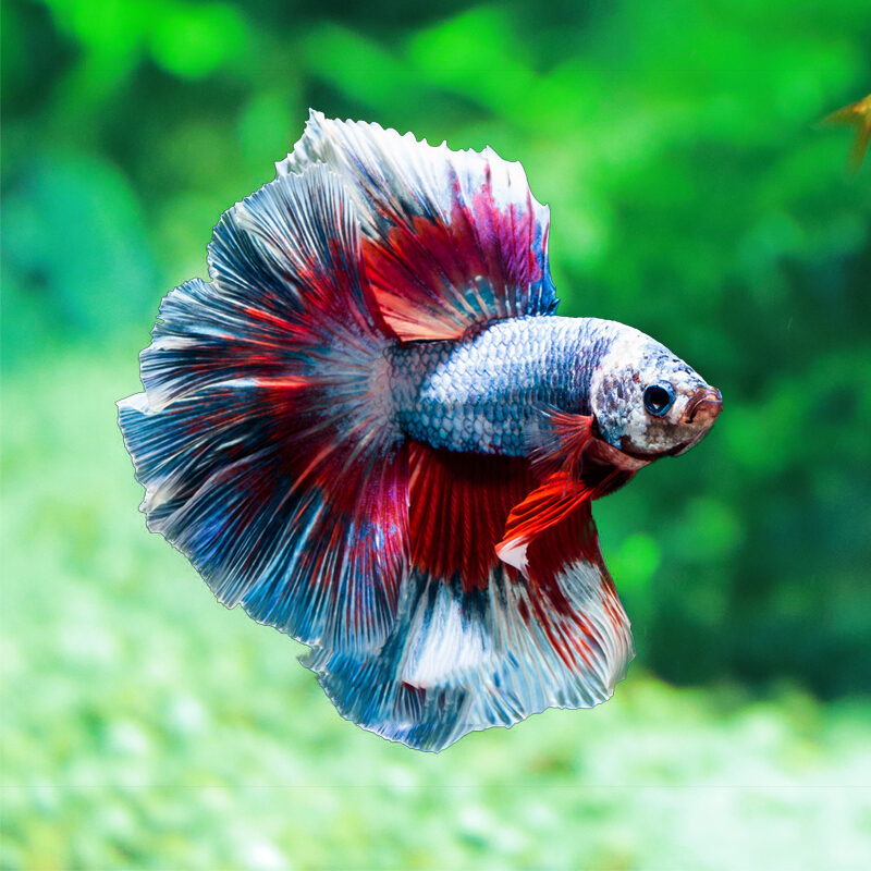 鱼官儿泰国斗鱼 办公室客厅观赏斗鱼 热带淡水鱼水族活体宠物 混色系 