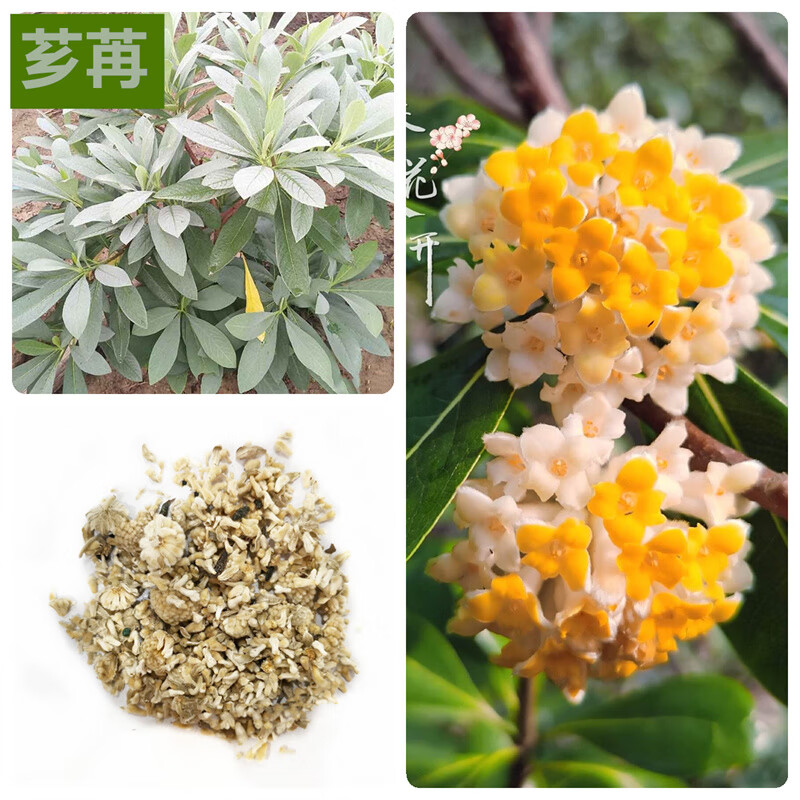 芗苒结香种子结香花种籽打结花树黄瑞香家香喜花梦冬花种子林木种子